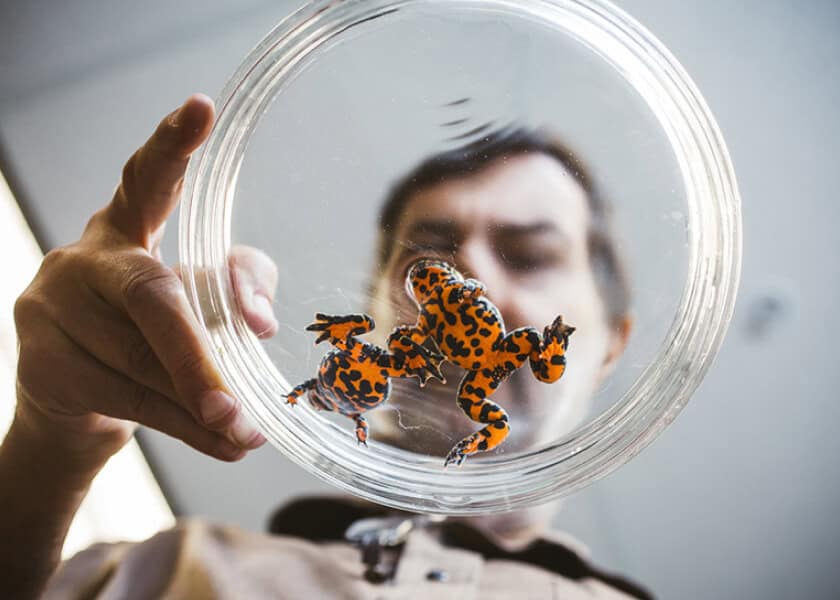 A person holding a glass dish with an orange and black frog seen from below.